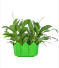 Cafe' Plant Pot