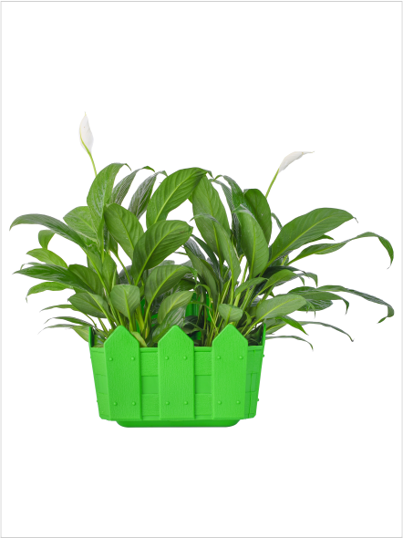 Cafe' Plant Pot